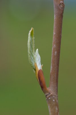 Magnolia sieboldii - magnolie, šácholan sieboldův - pupen jaro
